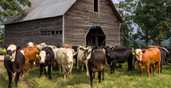 Animal Livestock Detection